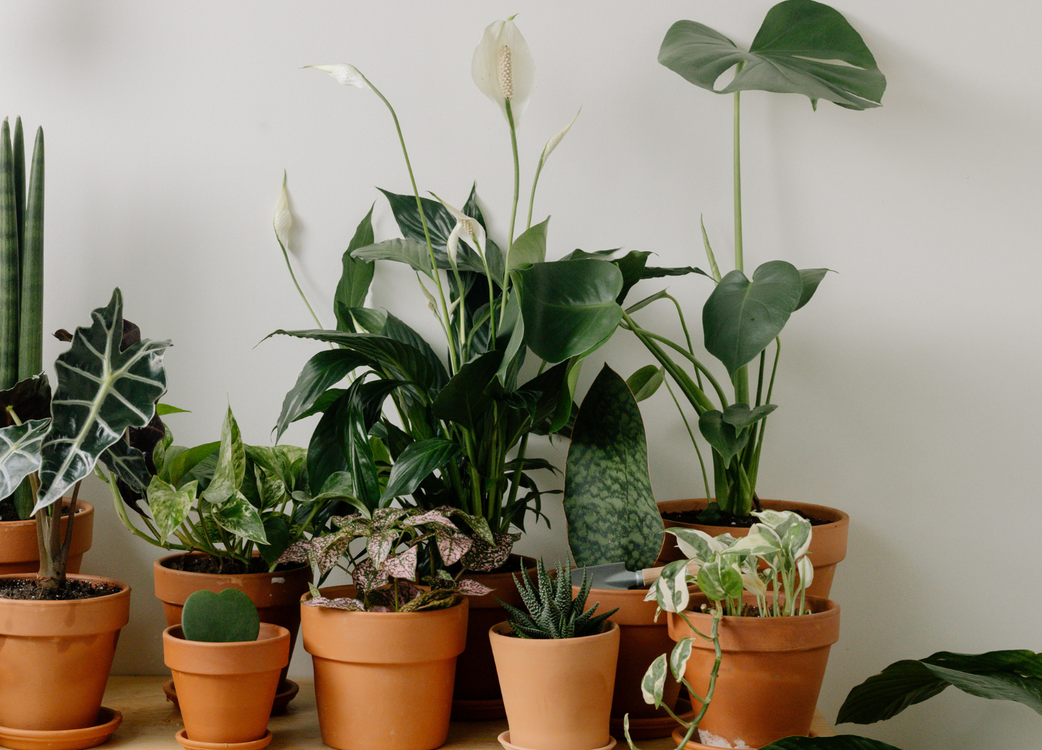 Cover Pic for Website